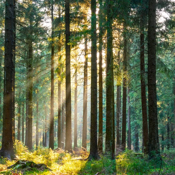 Foret avec soleil