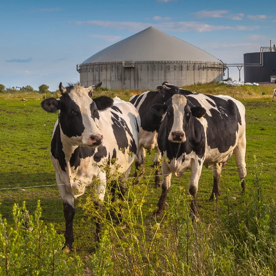 photo de 2 vaches devant un centre de méthanisation